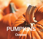 Pumpkins: October
