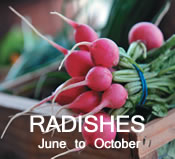 Radishes:  June to October