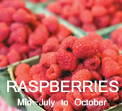 Raspberries:  mid-July to October
