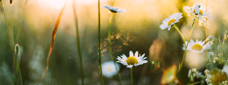 image of a field of daisies