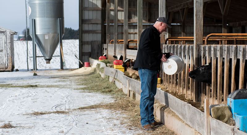 Ron Diehl feeding his dairy cows