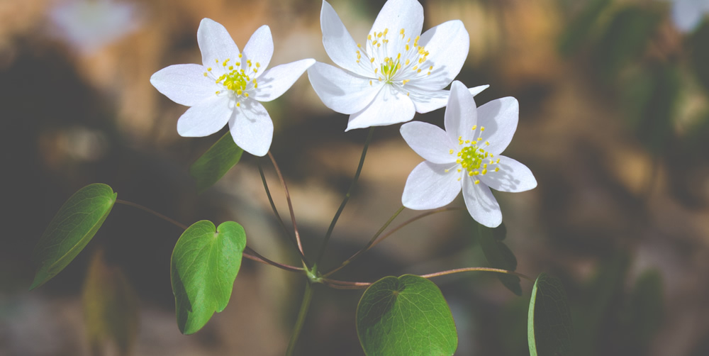 snow drop flowers