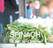Spinach:  June to October