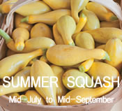 Summer Squash:  mid-July to mid-September