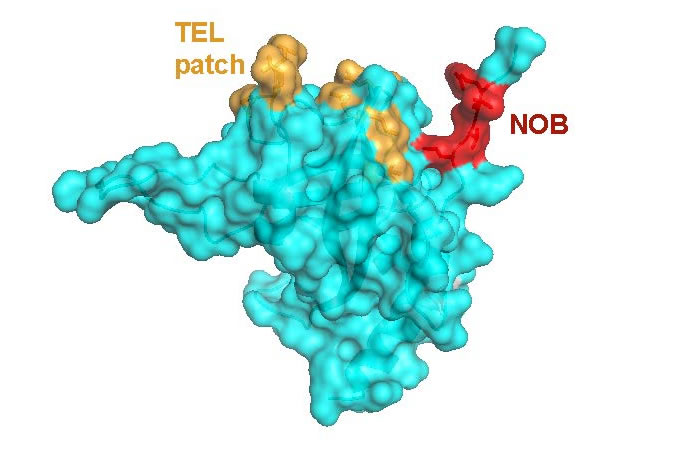 representation of an enzyme