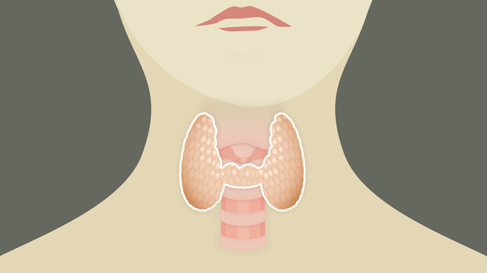 graphic of the thyroid within a throat