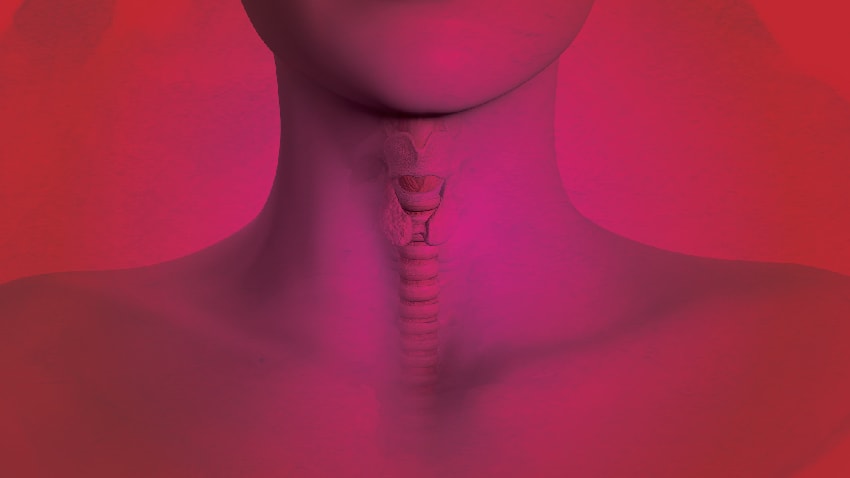 cut-away image of throat highlighting the thyroid