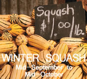 Winter Squash:  Mid-September to Mid-October