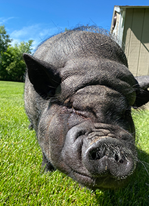 black pig outside on a sunny day in a green field