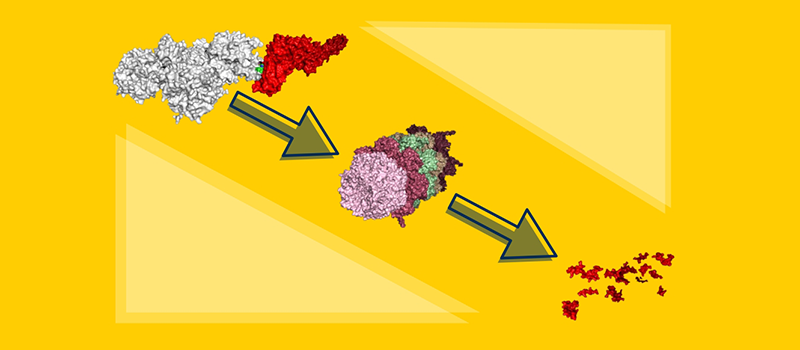 Graphical representation of the protein degrader attacking STAT5