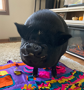 Black pig standing on a colorful rug looking like he's smiling