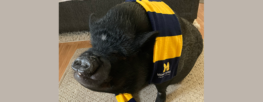Large black pig wearing a scarf with Michigan's maize and blue colors