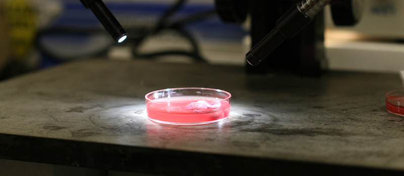 Pink colored cells in a petri dish being examined