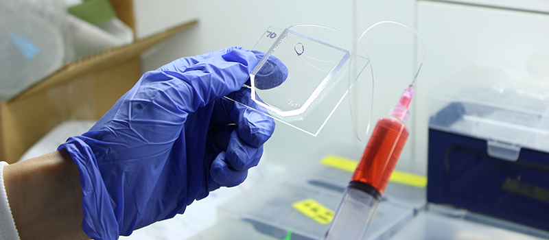 Gloved hand holding a specimen slide in the lab