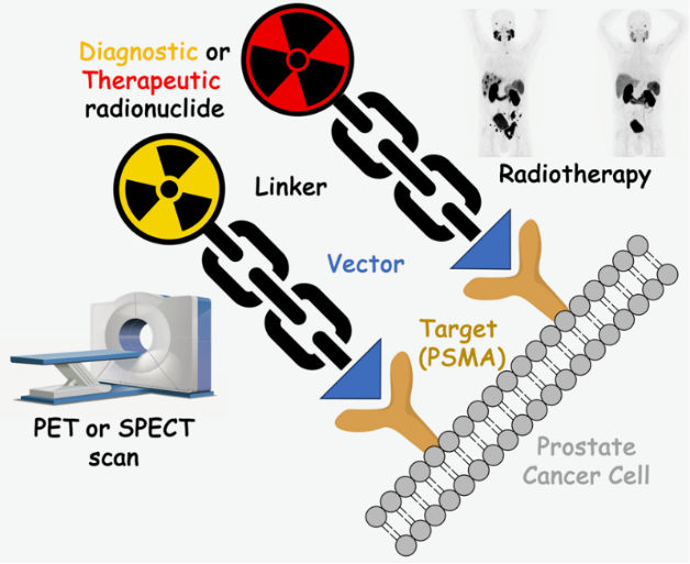 Illustration showing how diagnostic or therapeutic radionuclide can target prostate cancer cells