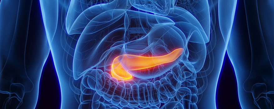 illustration of the human body with the pancreas highlighted