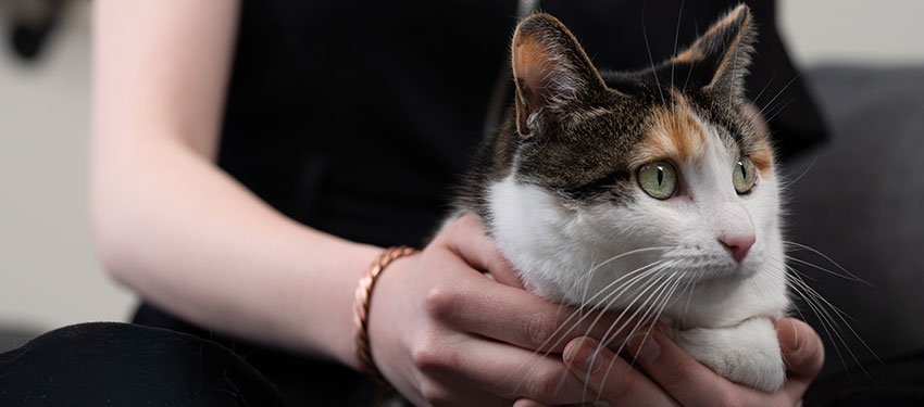 Calico cat named Paul sits on young woman's lap