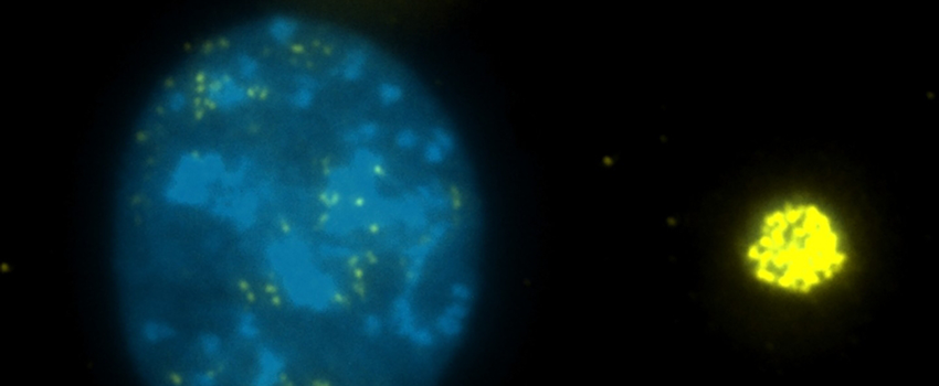 Blue and yellow cells on a black background
