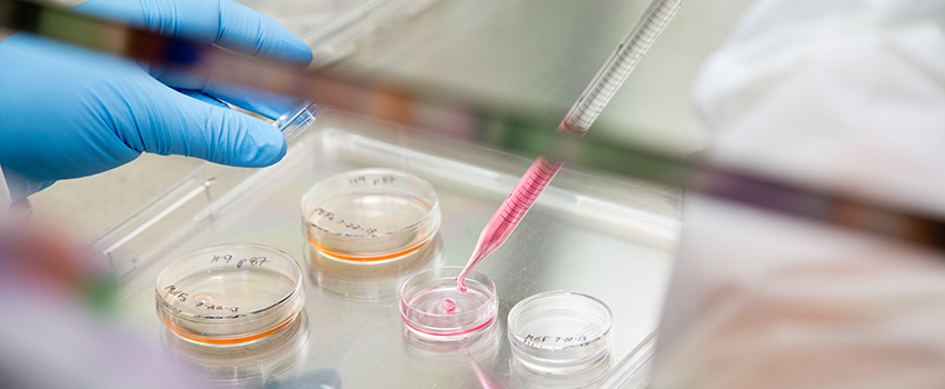 close up of gloved hand using a pipette and a petri dish